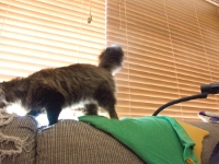 Hermes the cat JS 004